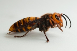 Asian Giant Hornet